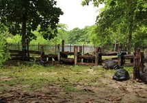 Heliconia Grove — о. Праслін, Сейшельські острови мініатюра 10