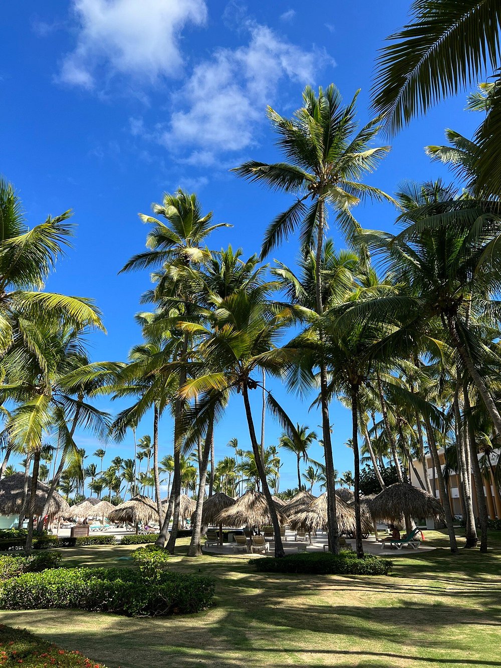 Iberostar Dominicana — Баваро, Домініканська Республіка мініатюра 119