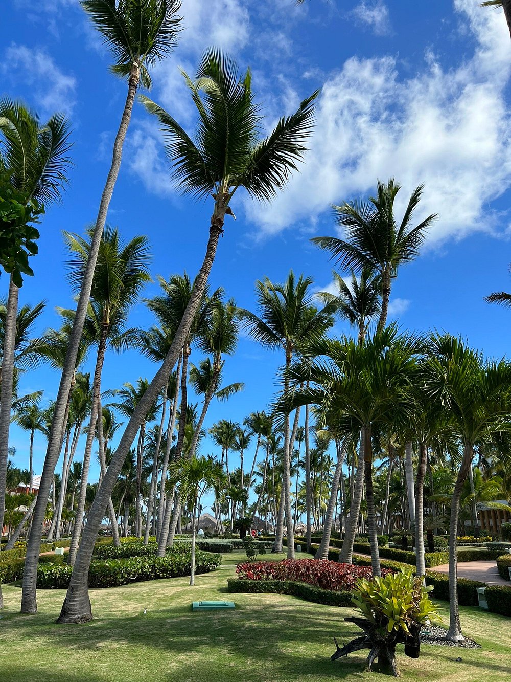 Iberostar Dominicana — Баваро, Домініканська Республіка мініатюра 122
