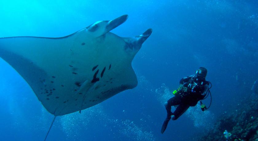 Bandos Maldives — Північний Мале Атол, Мальдіви мініатюра 40