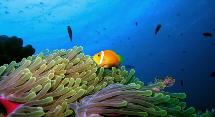 Anantara Dhigu Maldives Resort — Південний Мале Атол, Мальдіви мініатюра 43