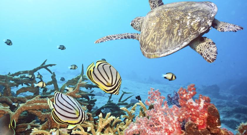 Anantara Veli Maldives Resort — Південний Мале Атол, Мальдіви мініатюра 14