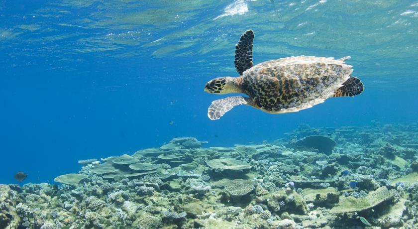 Park Hyatt Maldives Hadahaa — Гаафу Аліфу Атол, Мальдіви мініатюра 247