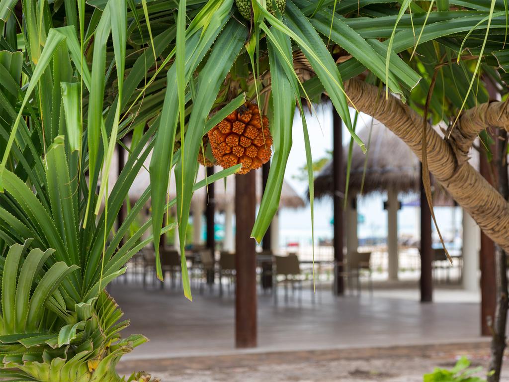 Cocoon Maldives — Лавіяні Атол, Мальдіви мініатюра 12