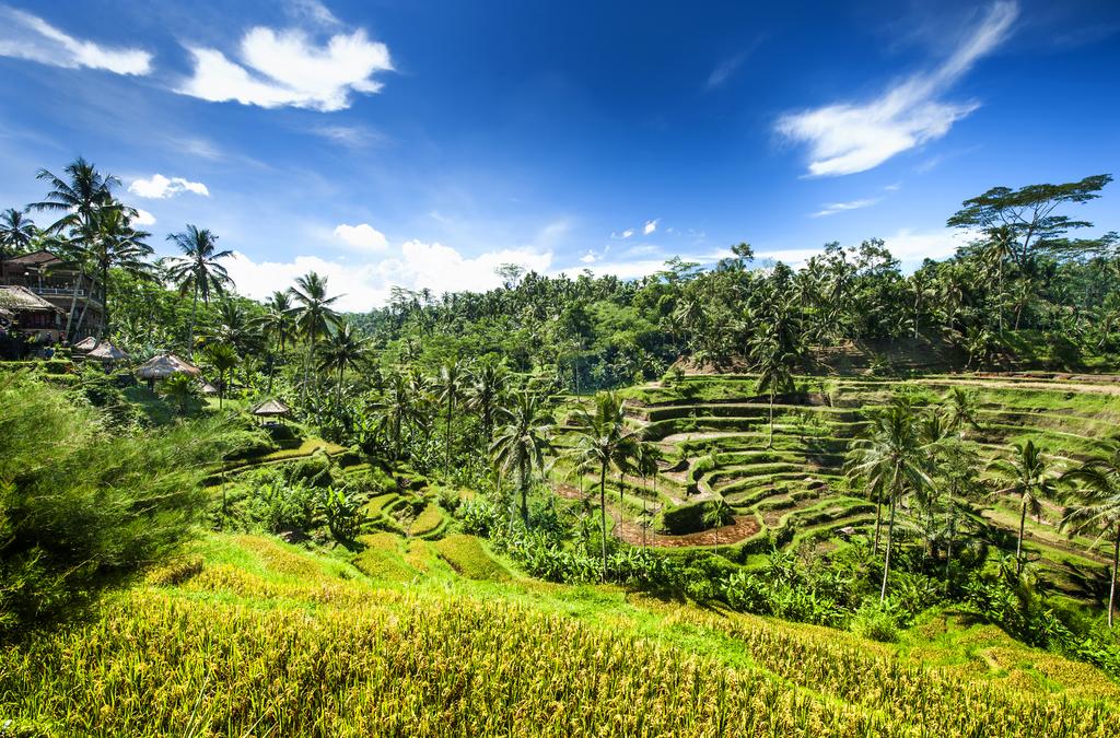 Four Points by Sheraton Bali Kuta — о. Балі, Індонезія мініатюра 101
