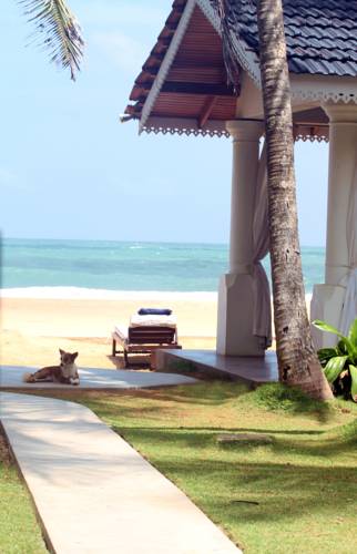 Suite Lanka — Хіккадува, Шрі Ланка мініатюра 14