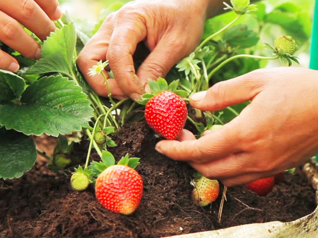 Bagus Agro Pelaga — о. Балі, Індонезія мініатюра 168