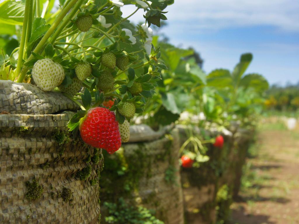 Bagus Agro Pelaga — о. Балі, Індонезія мініатюра 169