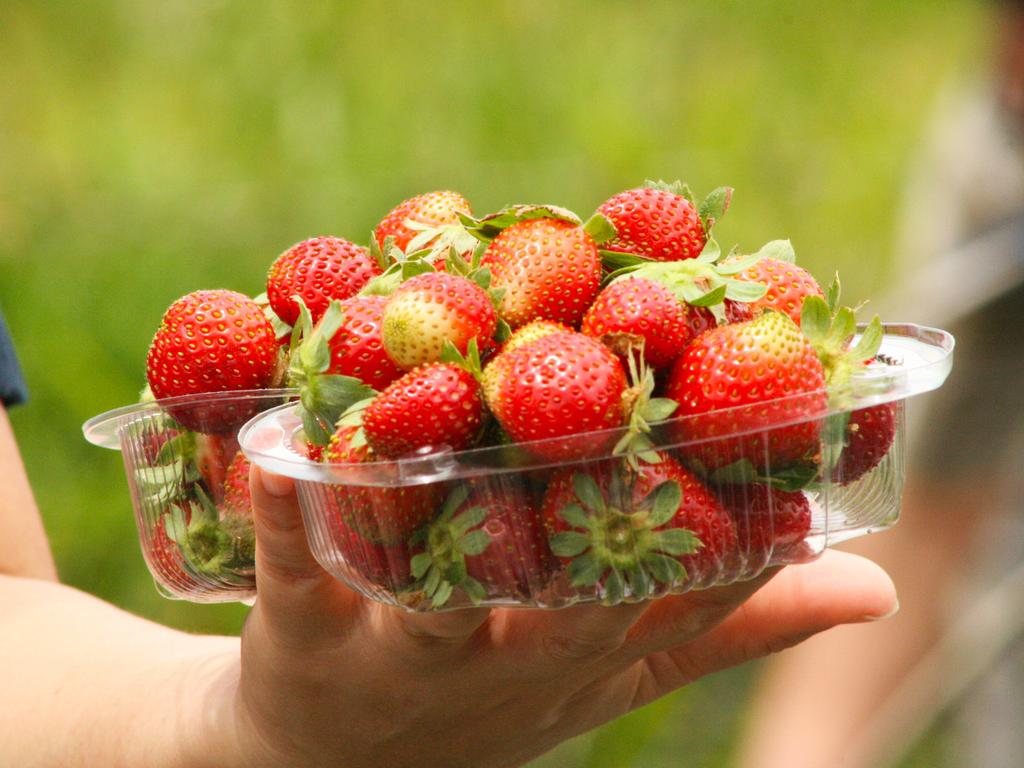 Bagus Agro Pelaga — о. Балі, Індонезія мініатюра 170