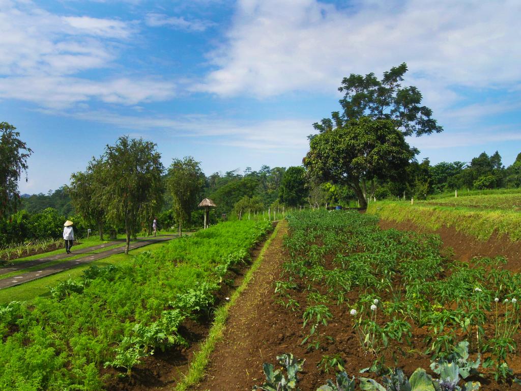 Bagus Agro Pelaga — о. Балі, Індонезія мініатюра 171