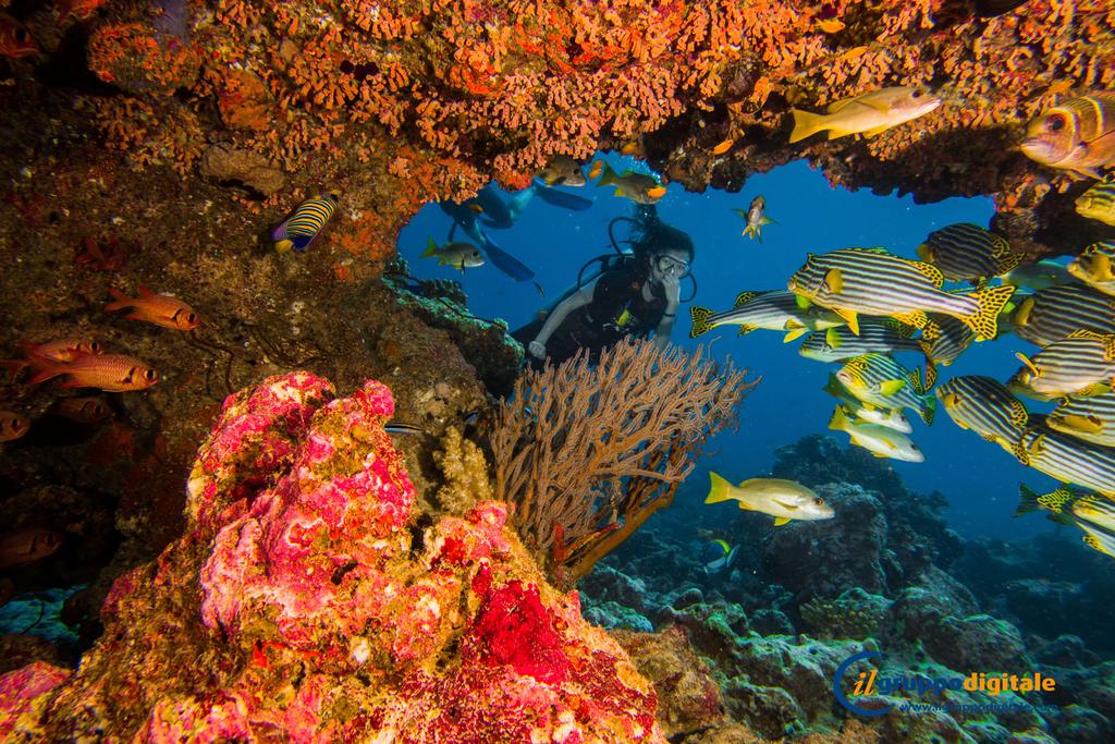 Dhigali Maldives — Раа Атол, Мальдіви мініатюра 177