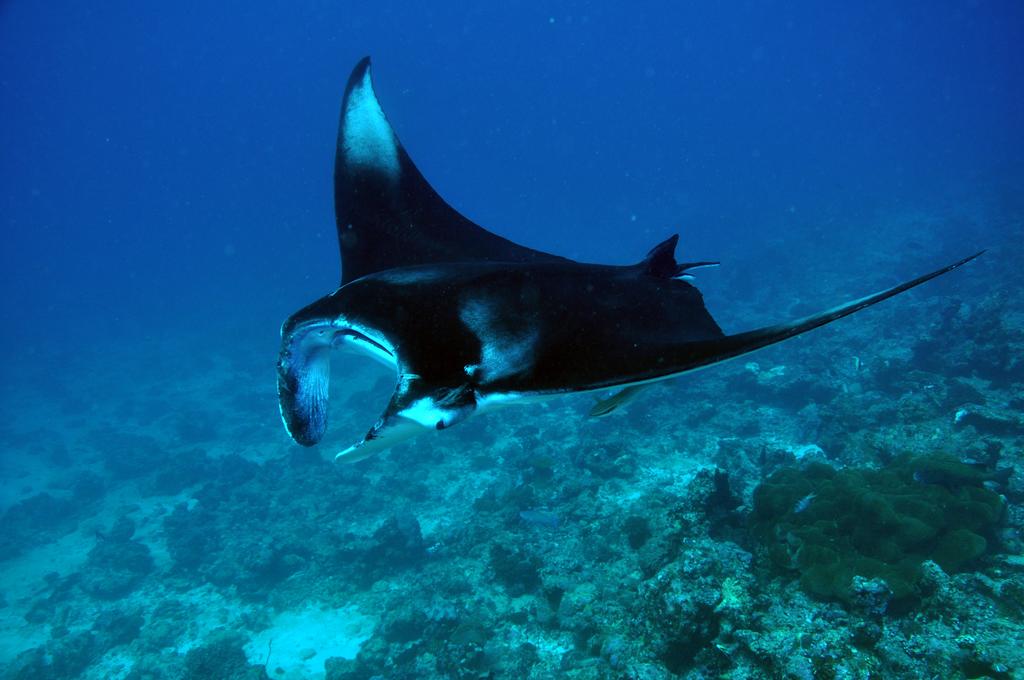 Dhigali Maldives — Раа Атол, Мальдіви мініатюра 178