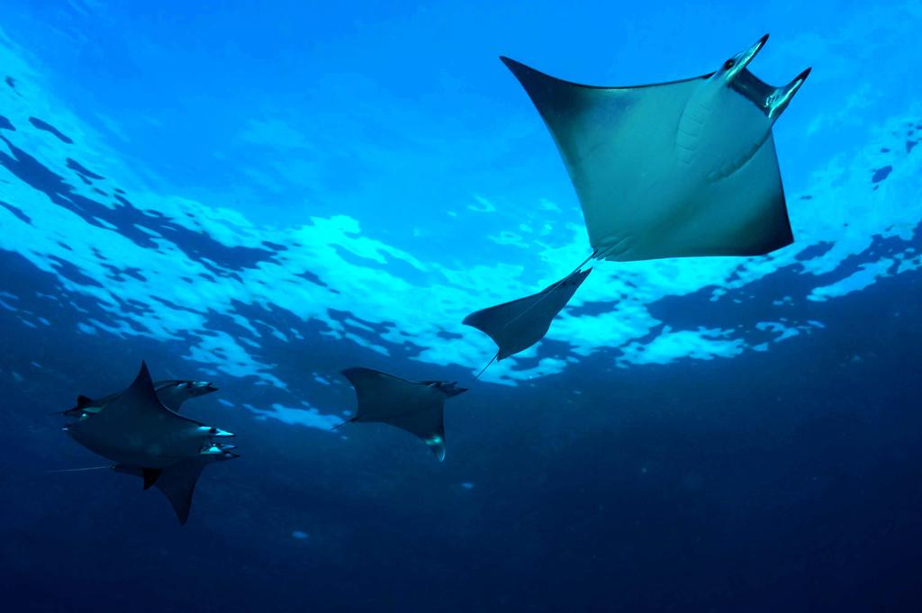 Dhigali Maldives — Раа Атол, Мальдіви мініатюра 181