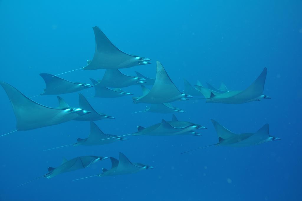 Dhigali Maldives — Раа Атол, Мальдіви мініатюра 182