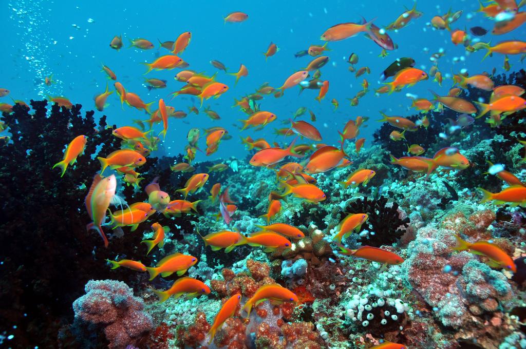 Dhigali Maldives — Раа Атол, Мальдіви мініатюра 183