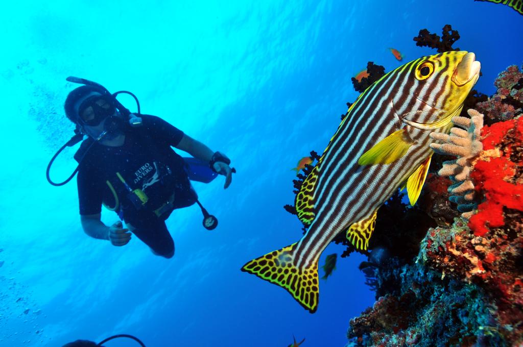 Dhigali Maldives — Раа Атол, Мальдіви мініатюра 187