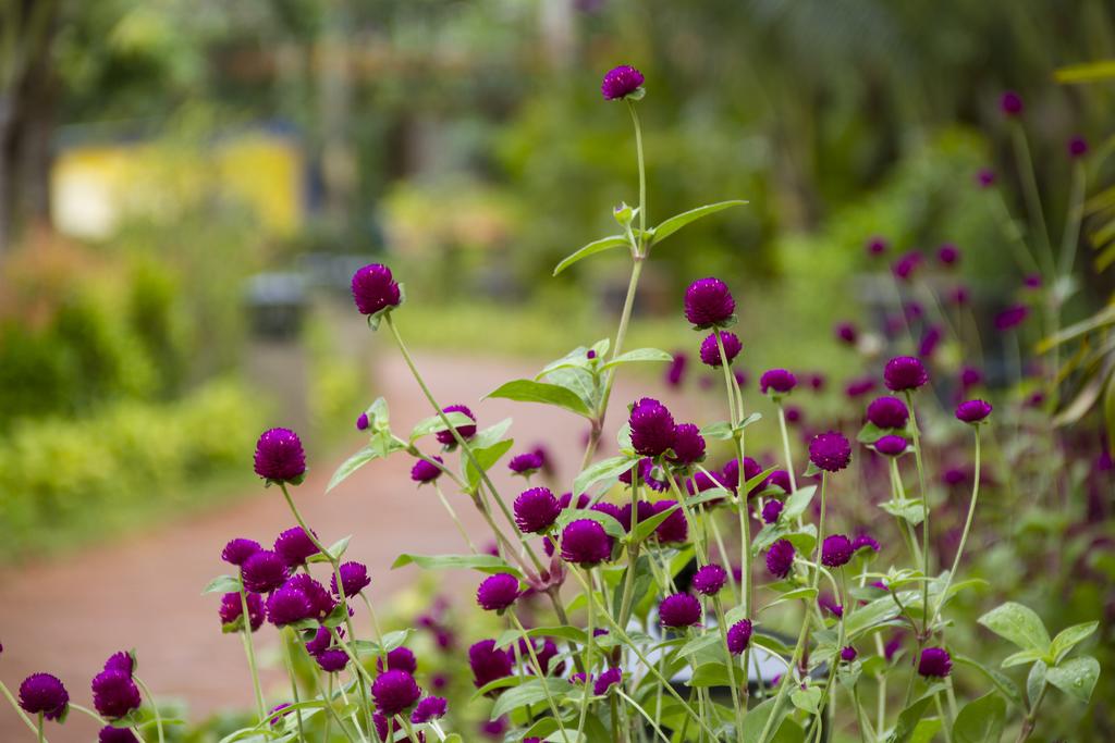 Herbal Resort & Spa — о. Фукуок, В'єтнам мініатюра 27
