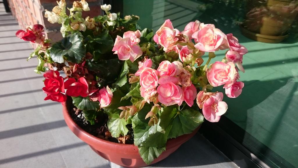 Cherry Garden Hotel — Тбілісі, Грузія мініатюра 12