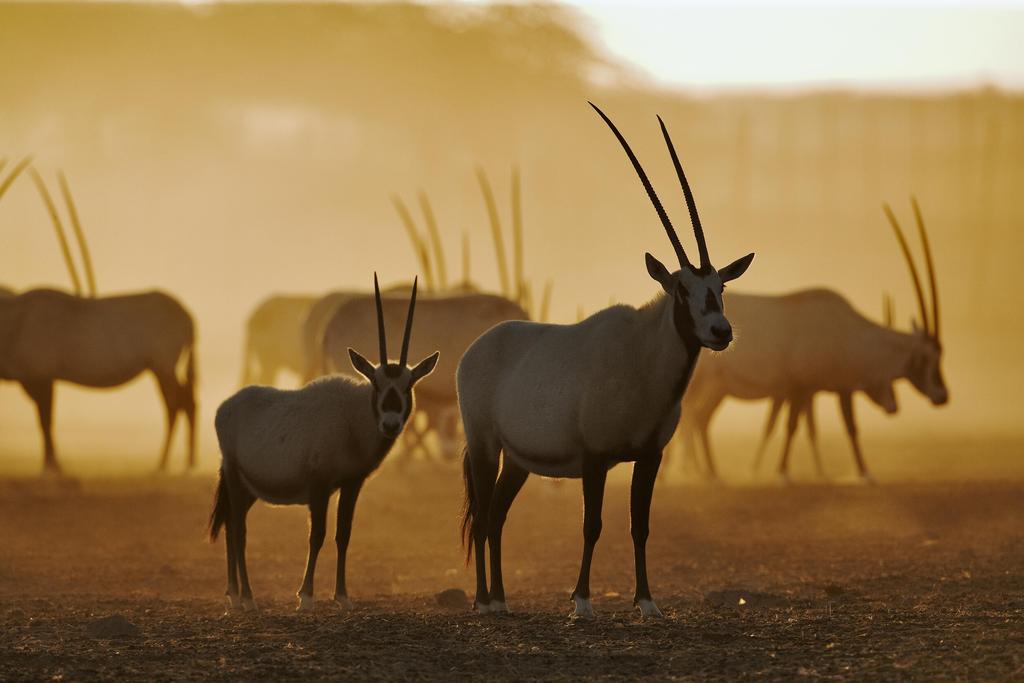 Anantara Sir Bani Yas Island Al Yamm Villa Resort, Абу Дабі, Об'єднані Арабські Емірати мініатюра 39