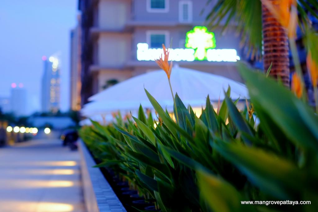 The Mangrove Hotel — Паттайя, Таїланд мініатюра 25