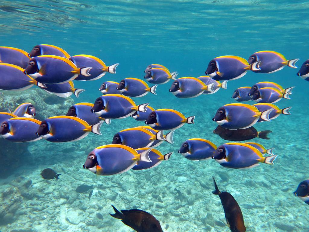 Four Seasons Resort Maldives at Kuda Huraa — Північний Мале Атол, Мальдіви мініатюра 40