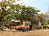 Mara River Safari Lodge — о. Балі, Індонезія мініатюра 105