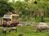 Mara River Safari Lodge — о. Балі, Індонезія мініатюра 106