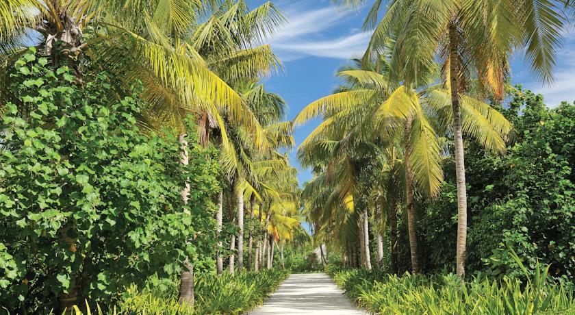 Ayada Maldives — Гаафу Даалу Атол, Мальдіви мініатюра 35