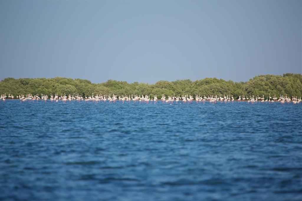 Flamingo Beach Resort — Умм Аль Кувейн, Об'єднані Арабські Емірати мініатюра 24