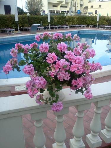 Apollo Hotel Viserbella, Емілія Романья, Італія мініатюра 6