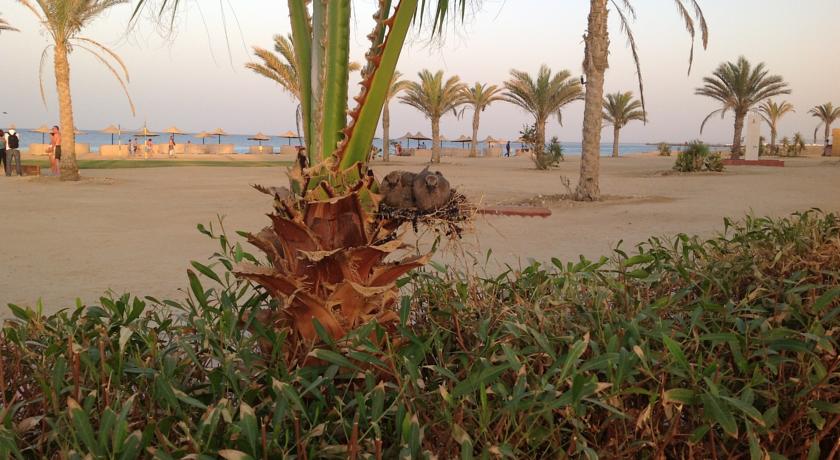Wadi Lahmy Azur Resort — Марса Алам, Єгипет мініатюра 75