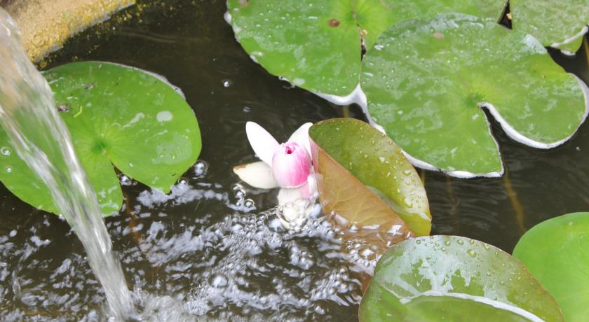 Bordo Guest House — Обзор, Болгарія мініатюра 20